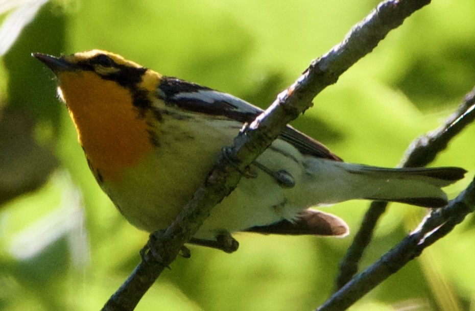 Blackburnian Warbler - ML620516412