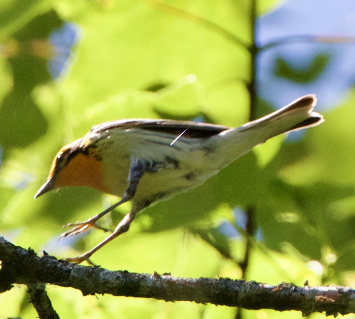 Blackburnian Warbler - ML620516413