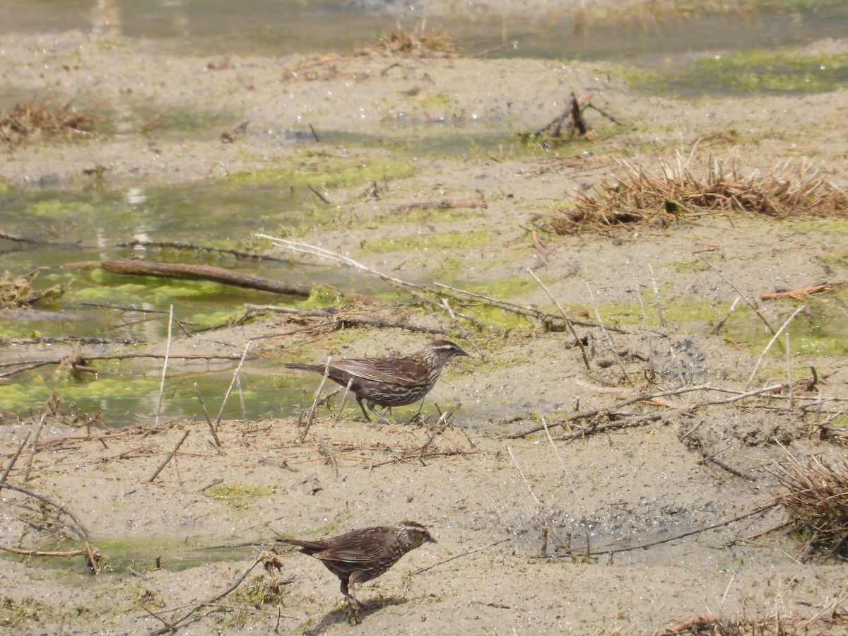 Red-winged Blackbird (Red-winged) - ML620516416