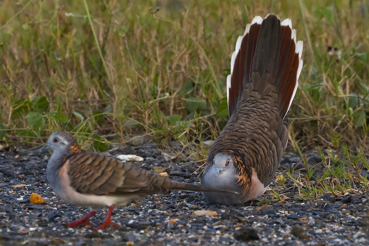 Bar-shouldered Dove - ML620516420