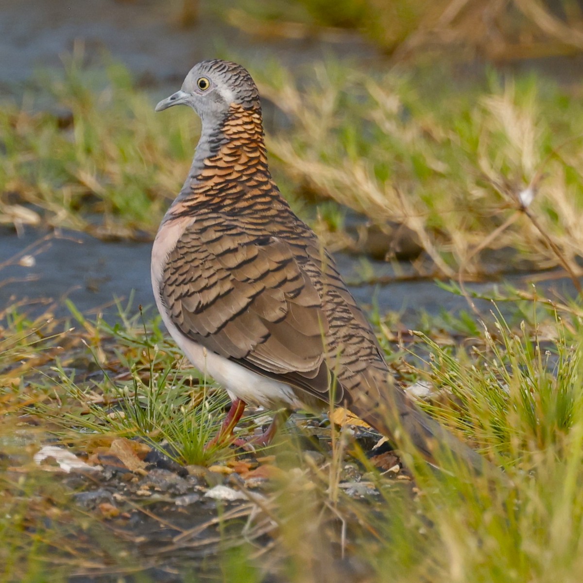 Bar-shouldered Dove - ML620516423