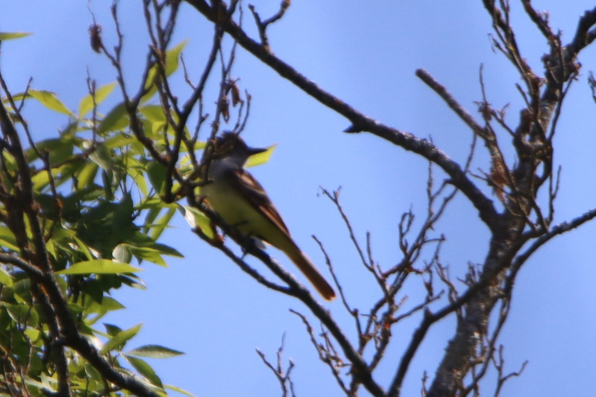 Great Crested Flycatcher - ML620516426