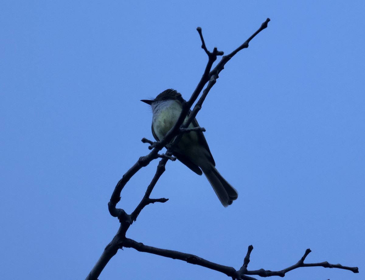 Dusky-capped Flycatcher - ML620516427