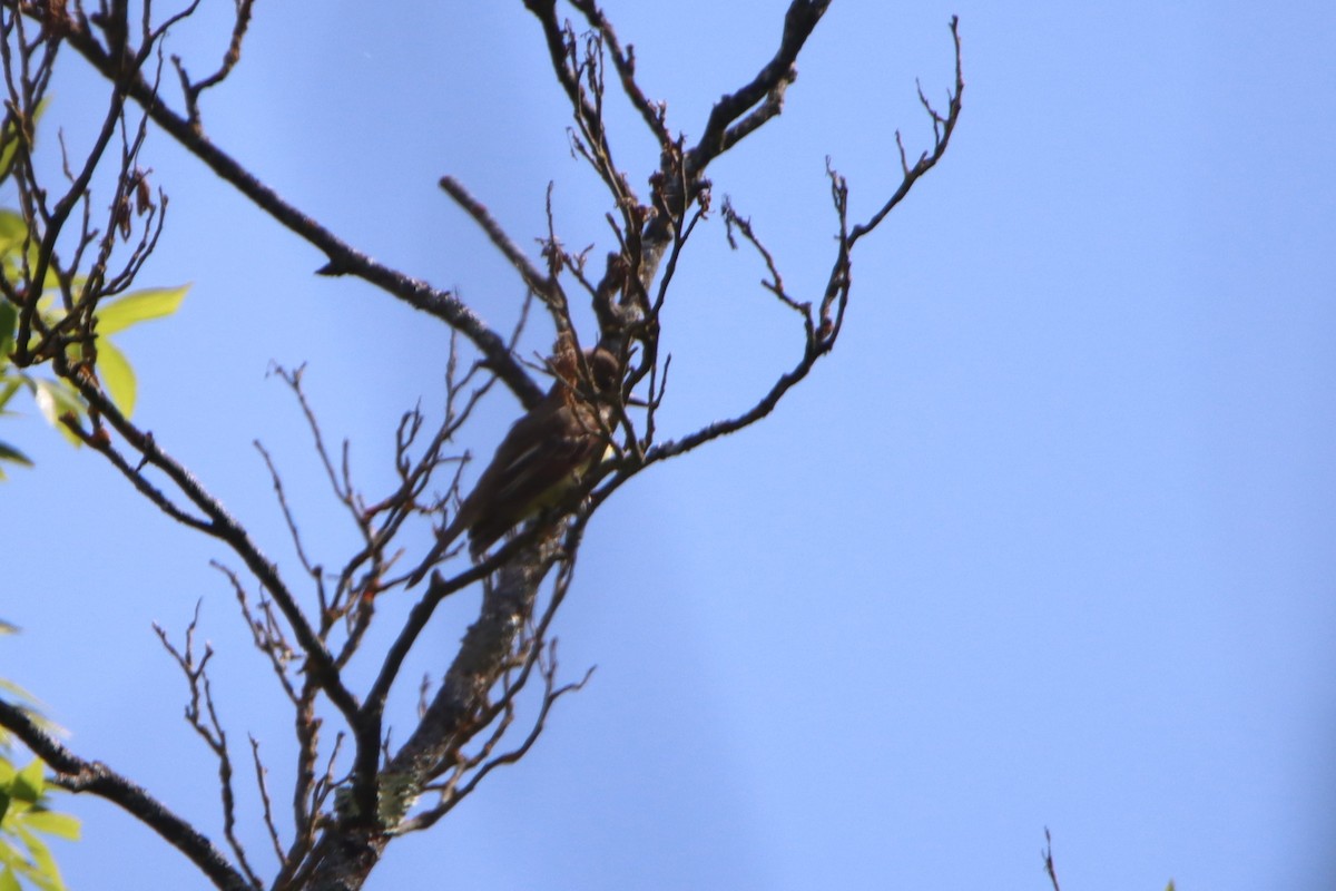 Great Crested Flycatcher - ML620516431