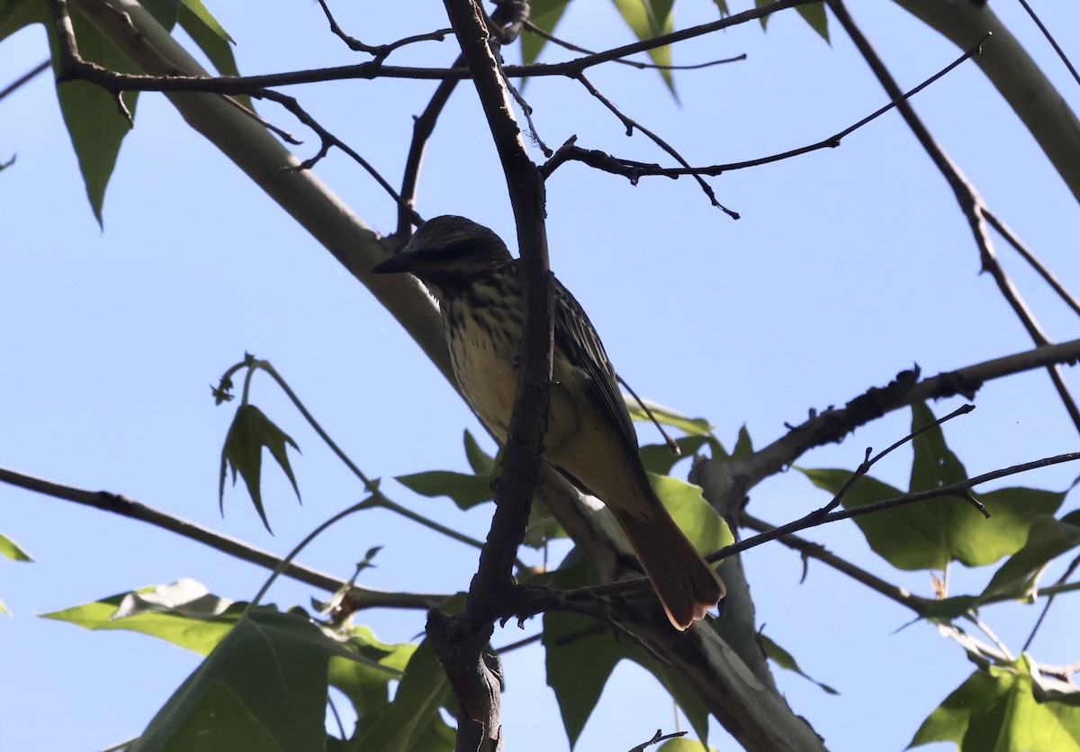 Sulphur-bellied Flycatcher - ML620516435