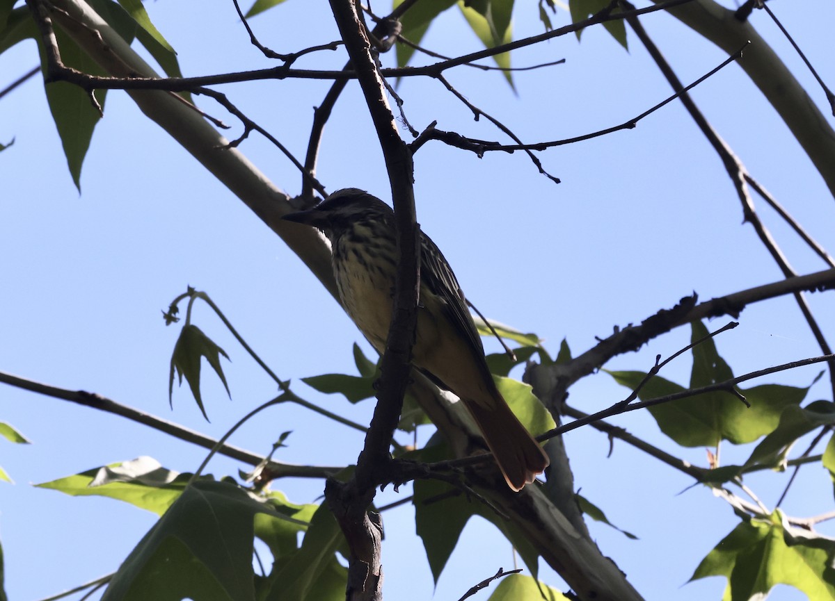 Sulphur-bellied Flycatcher - ML620516437