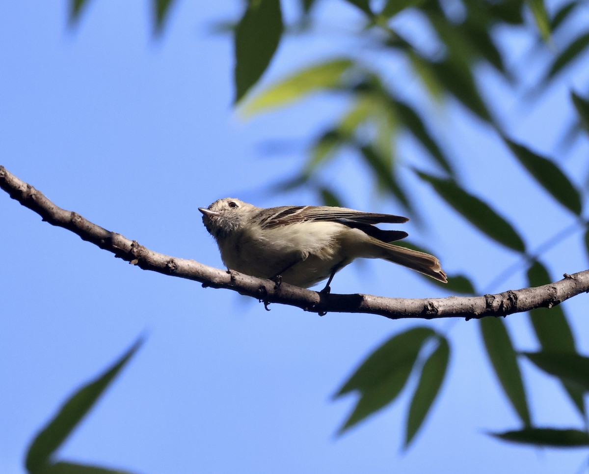 Hutton's Vireo - ML620516443