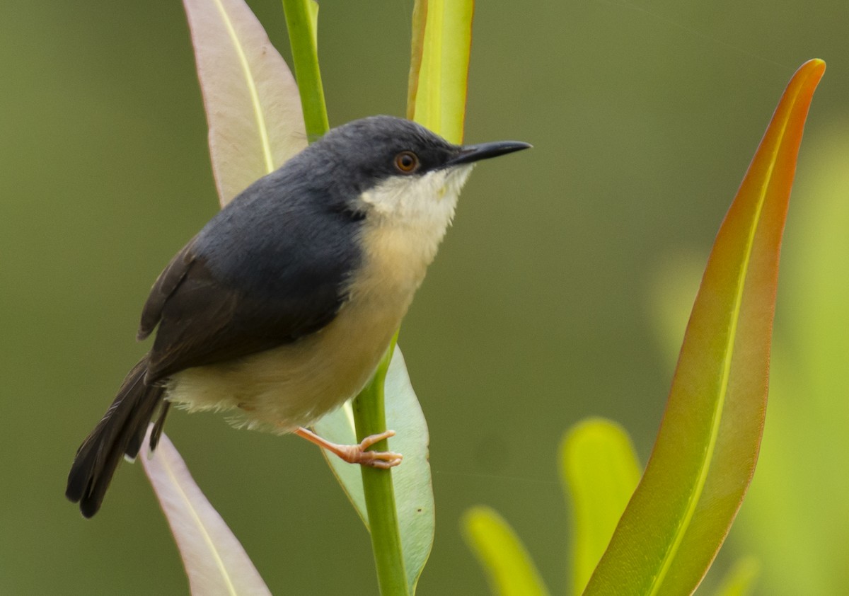 Ashy Prinia - ML620516445