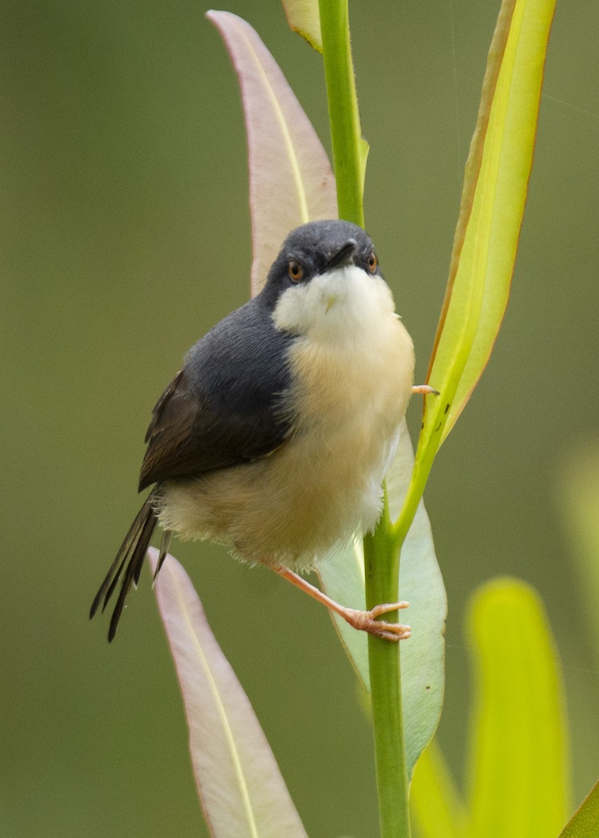 Ashy Prinia - ML620516446