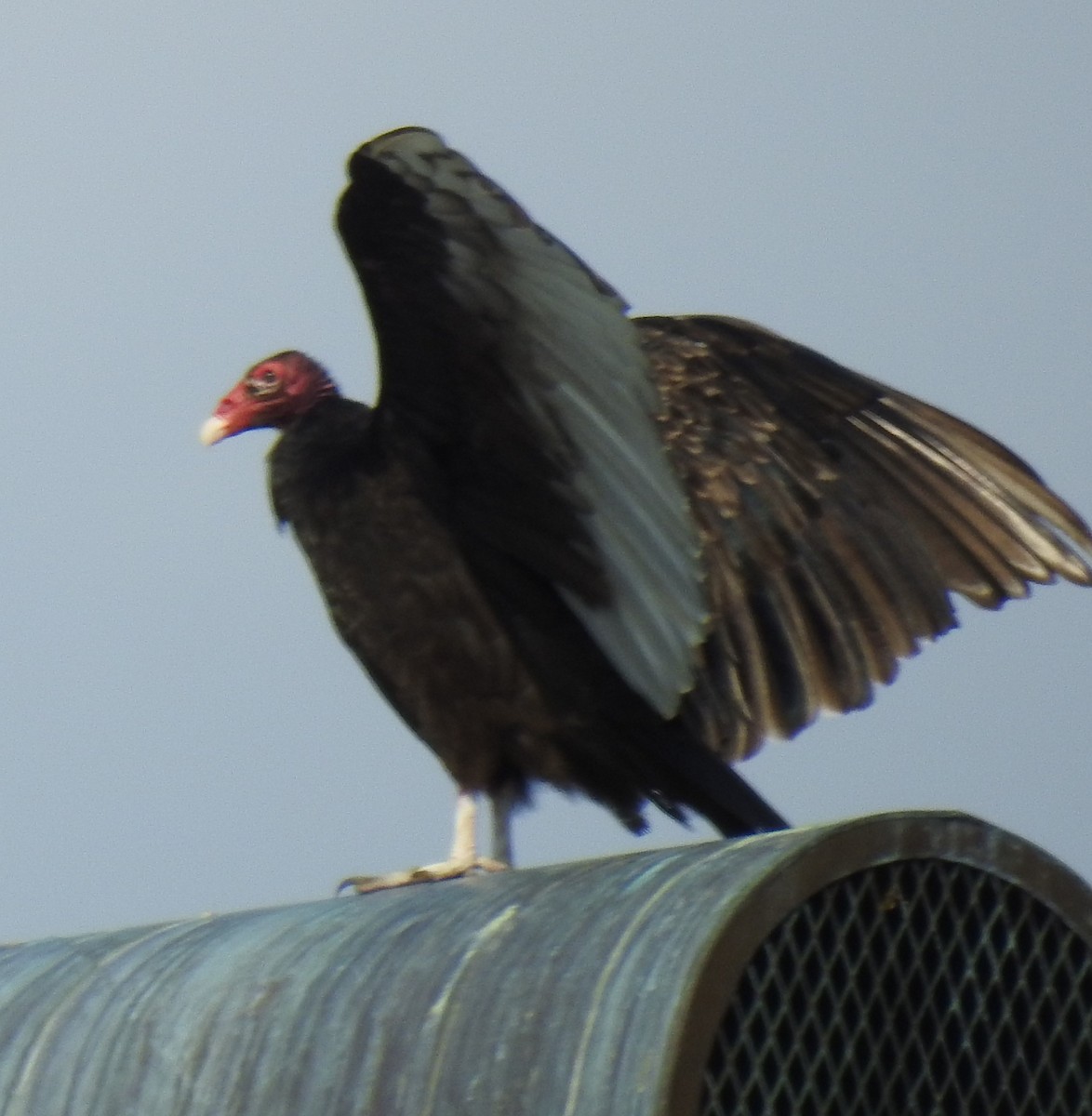 Turkey Vulture - ML620516448