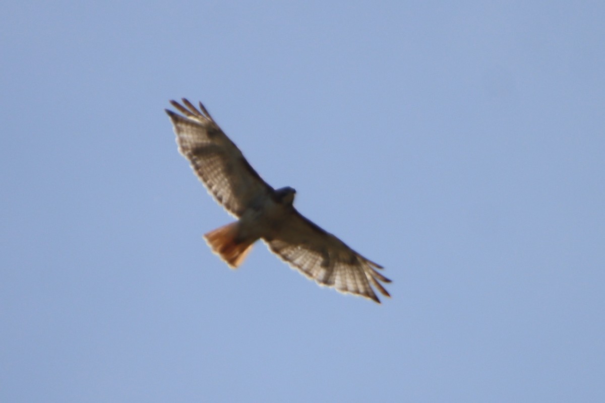 Red-tailed Hawk - ML620516452