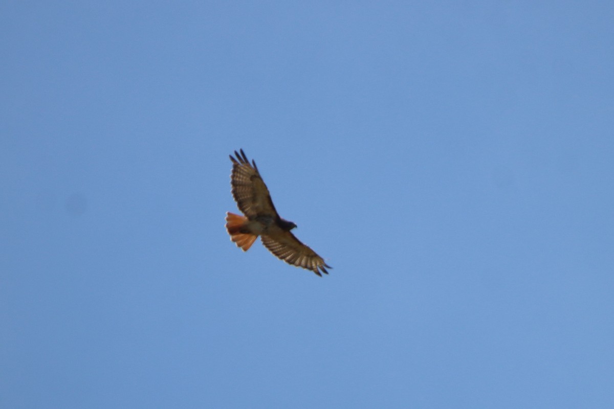 Red-tailed Hawk - ML620516453