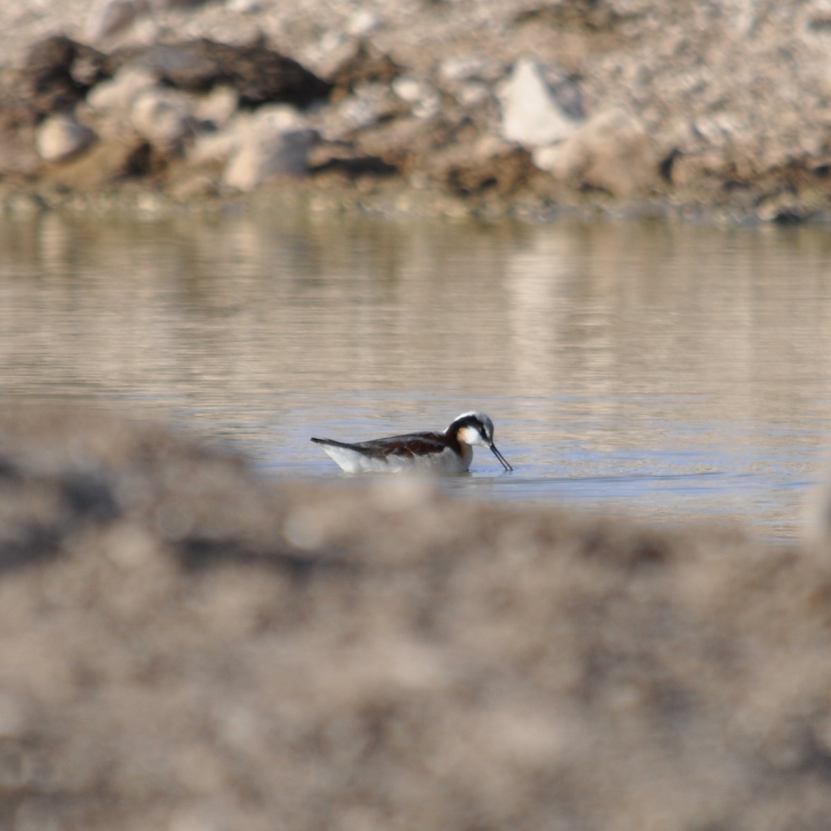 Wilson's Phalarope - ML620516458