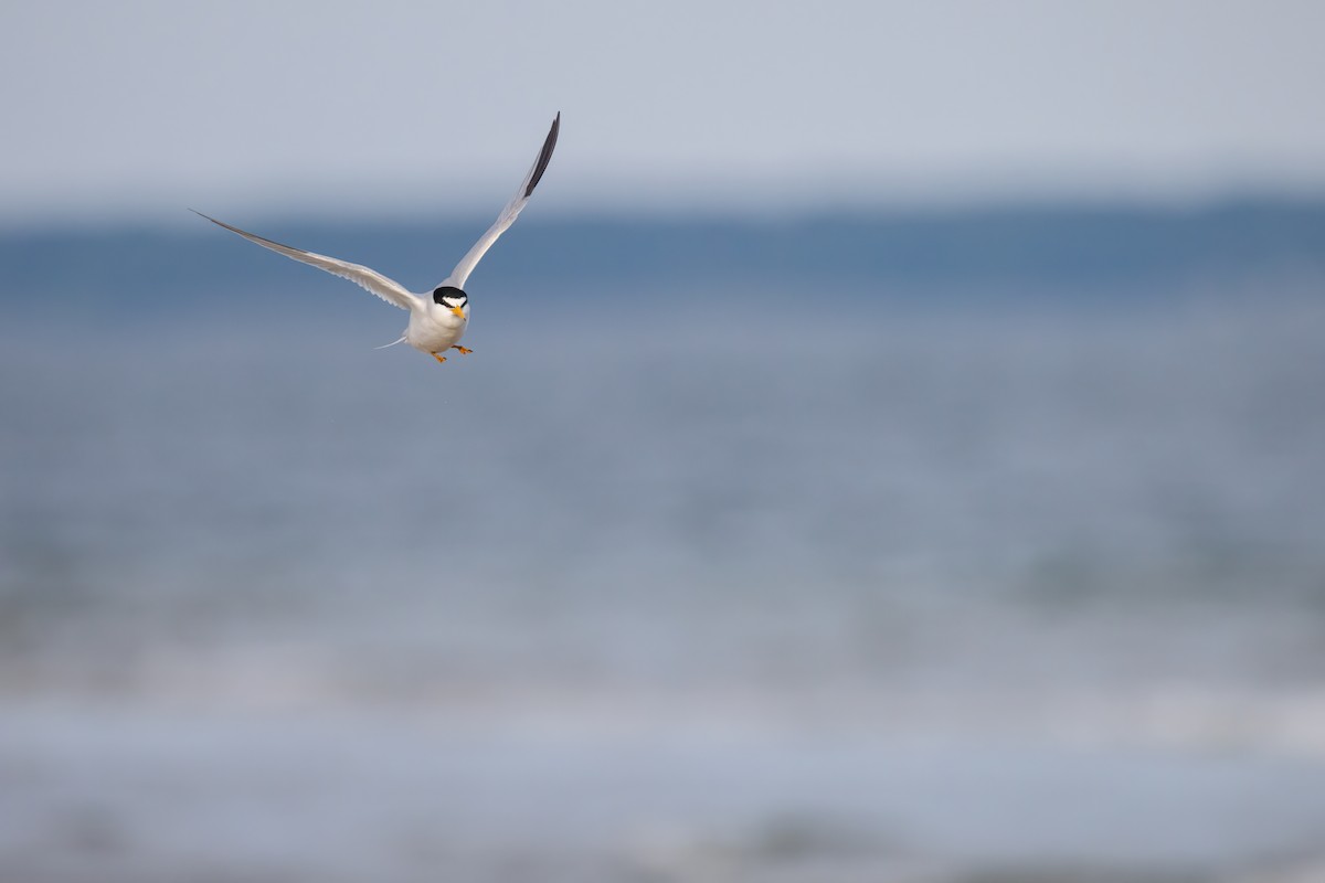 Least Tern - ML620516465