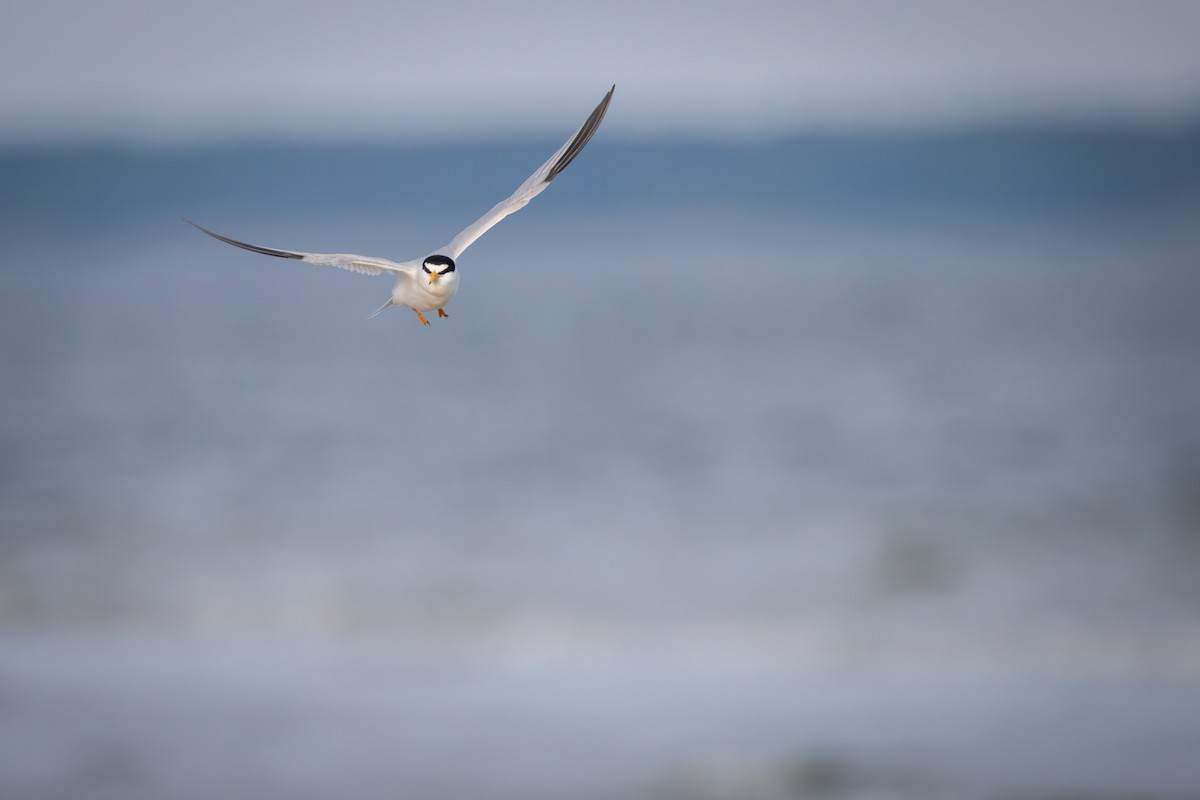 Least Tern - ML620516466