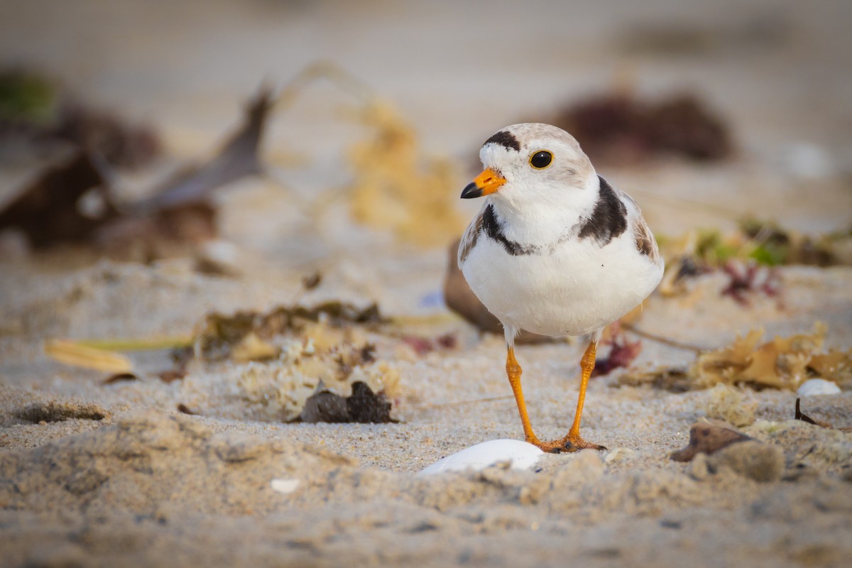 Piping Plover - Harris Stein