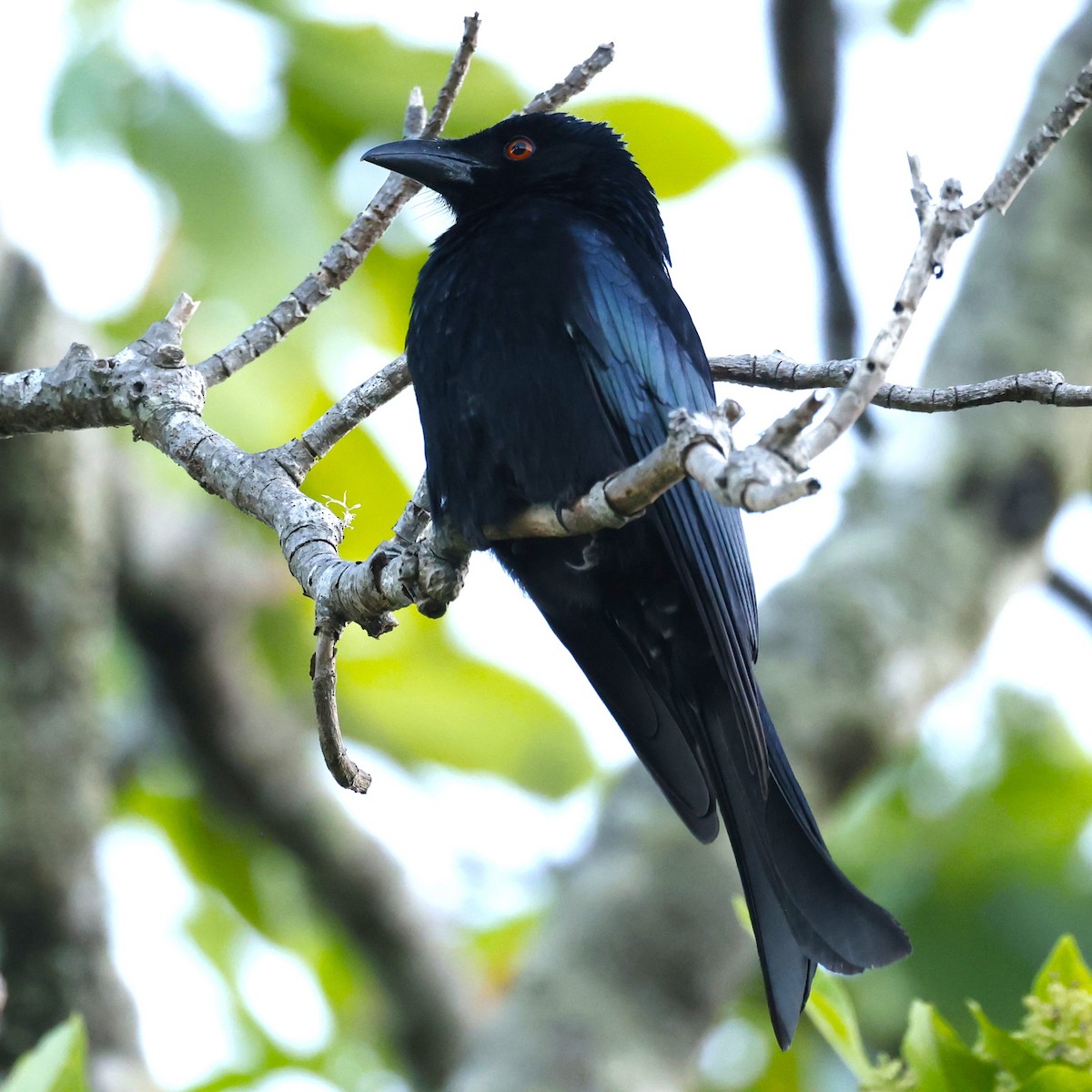 Spangled Drongo - ML620516474