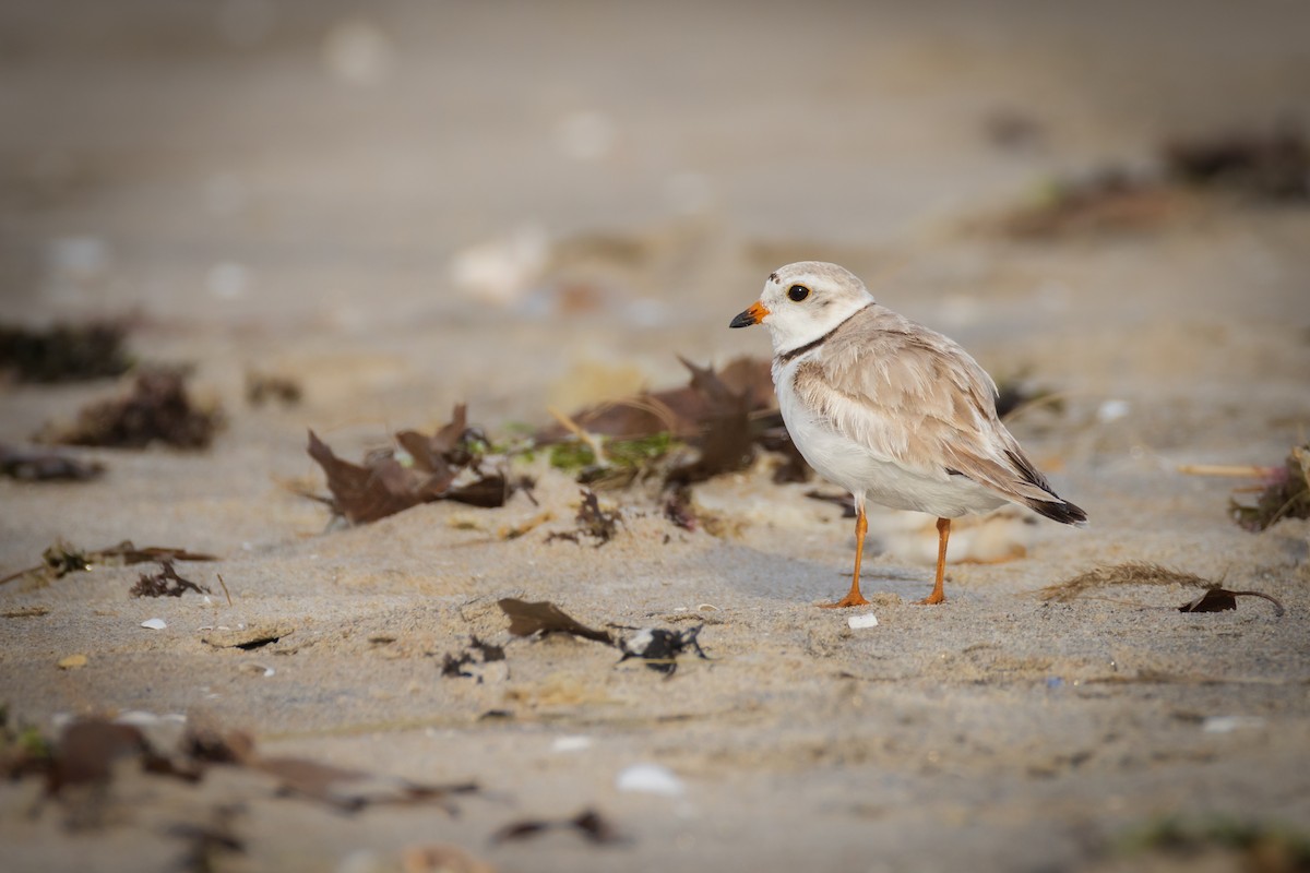 Piping Plover - Harris Stein