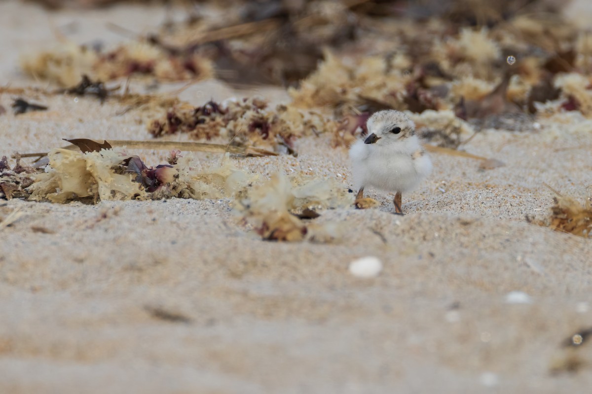 Piping Plover - ML620516479