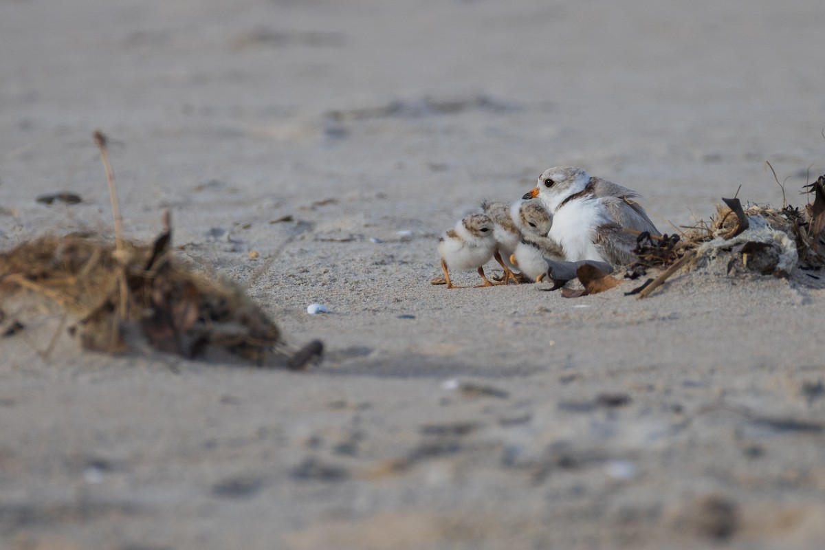 Piping Plover - ML620516483