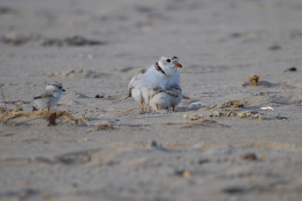 Piping Plover - Harris Stein