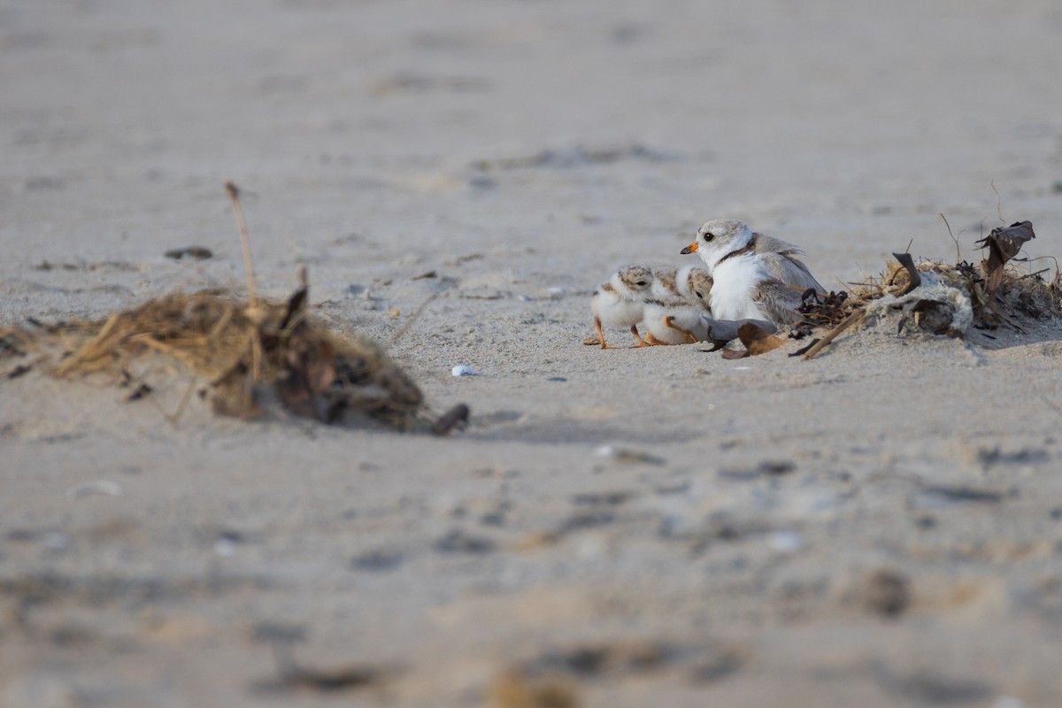 Piping Plover - ML620516485