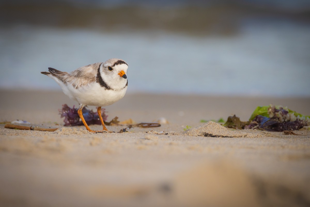 Piping Plover - ML620516486