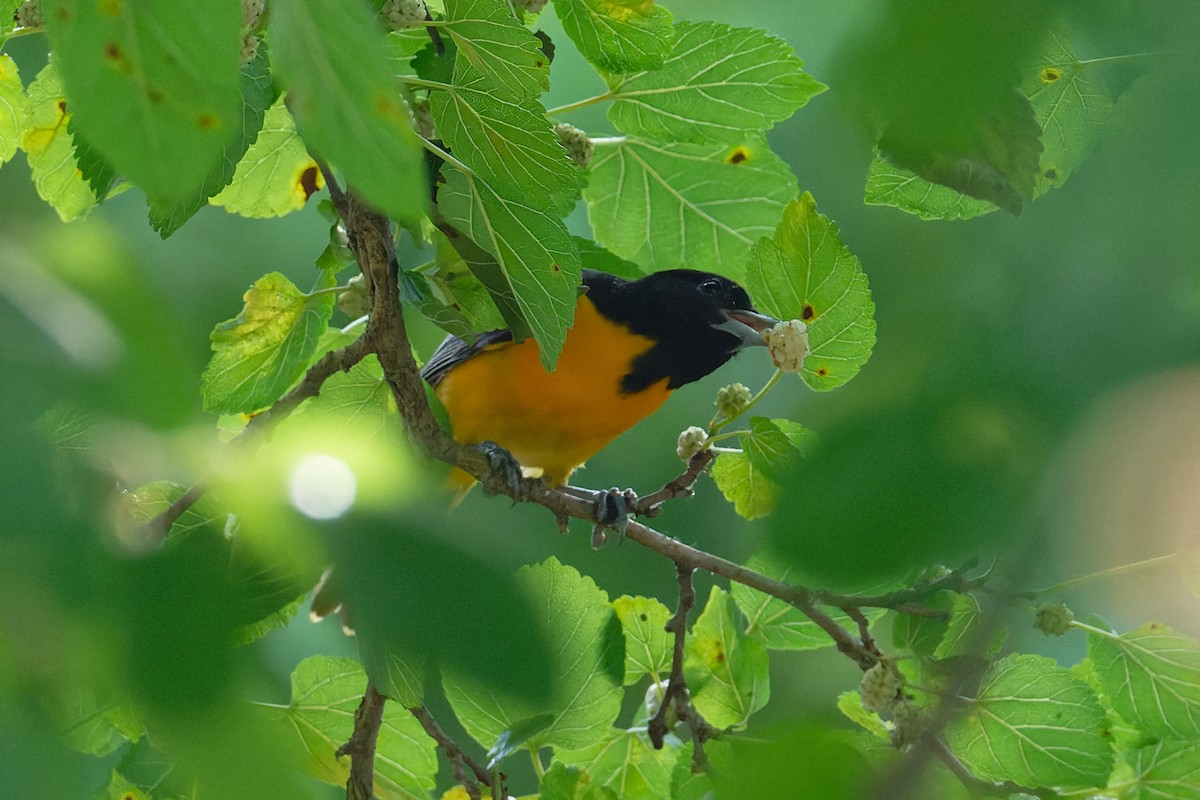 Baltimore Oriole - ML620516493