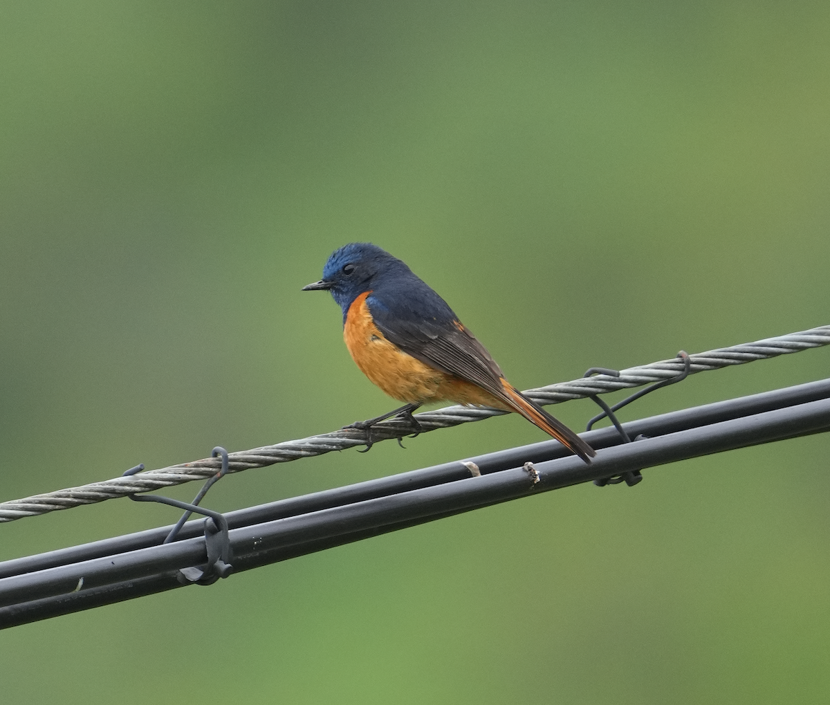 Blue-fronted Redstart - ML620516495