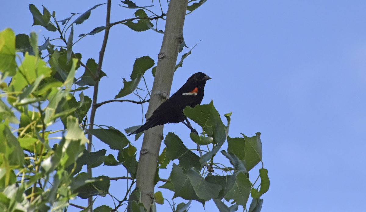 Red-winged Blackbird - ML620516502