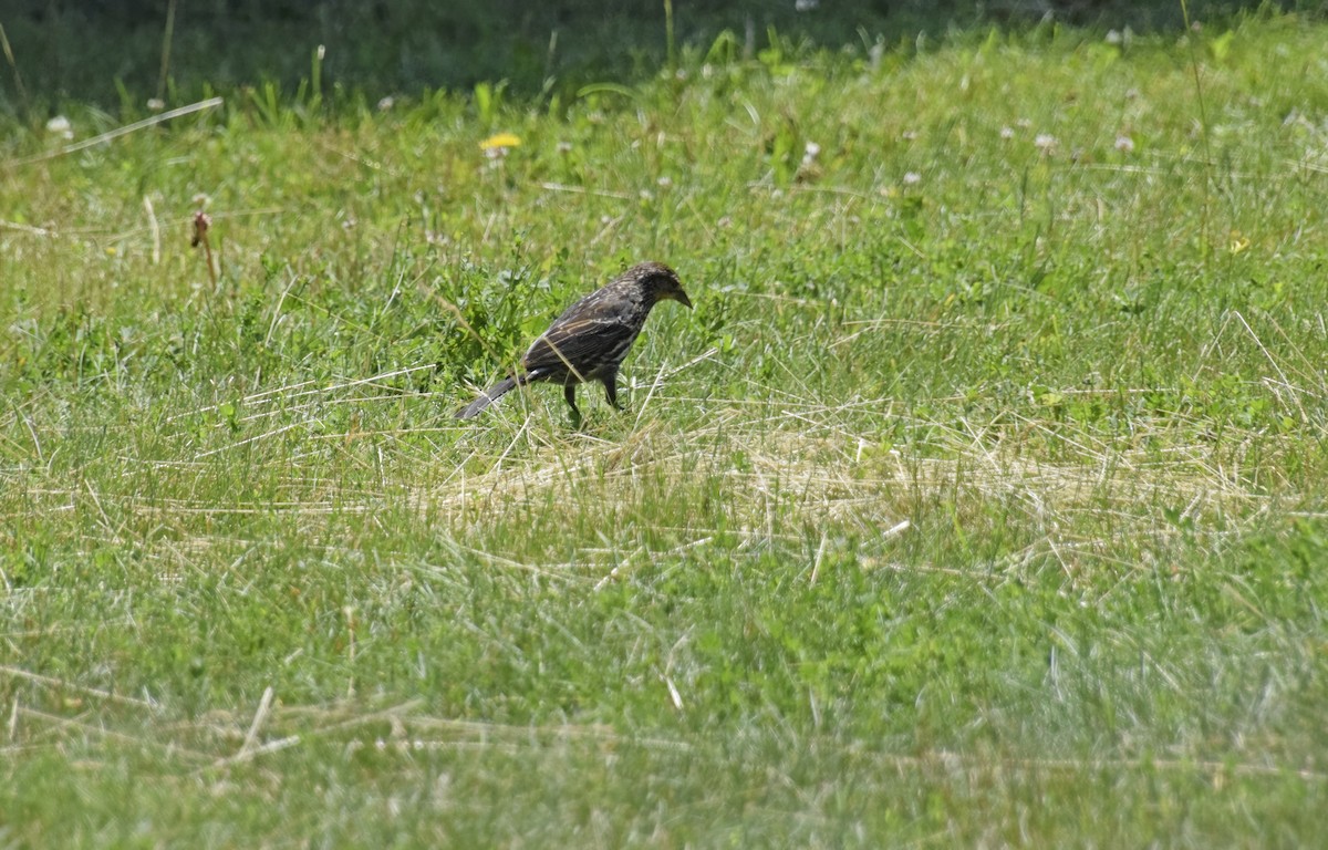 Red-winged Blackbird - ML620516503