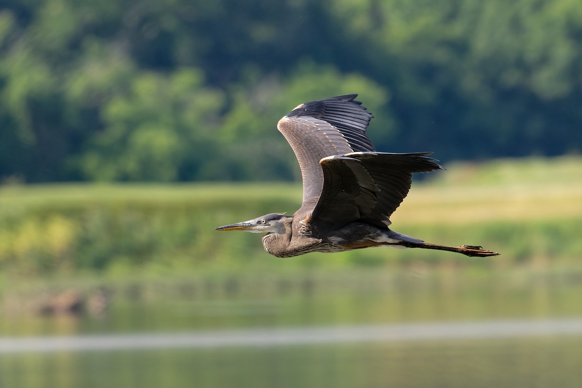 Great Blue Heron - ML620516504