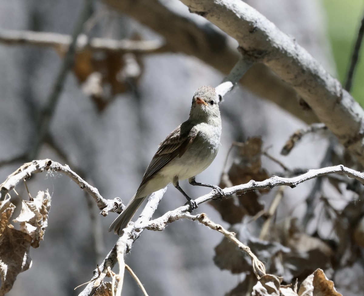 Northern Beardless-Tyrannulet - ML620516507