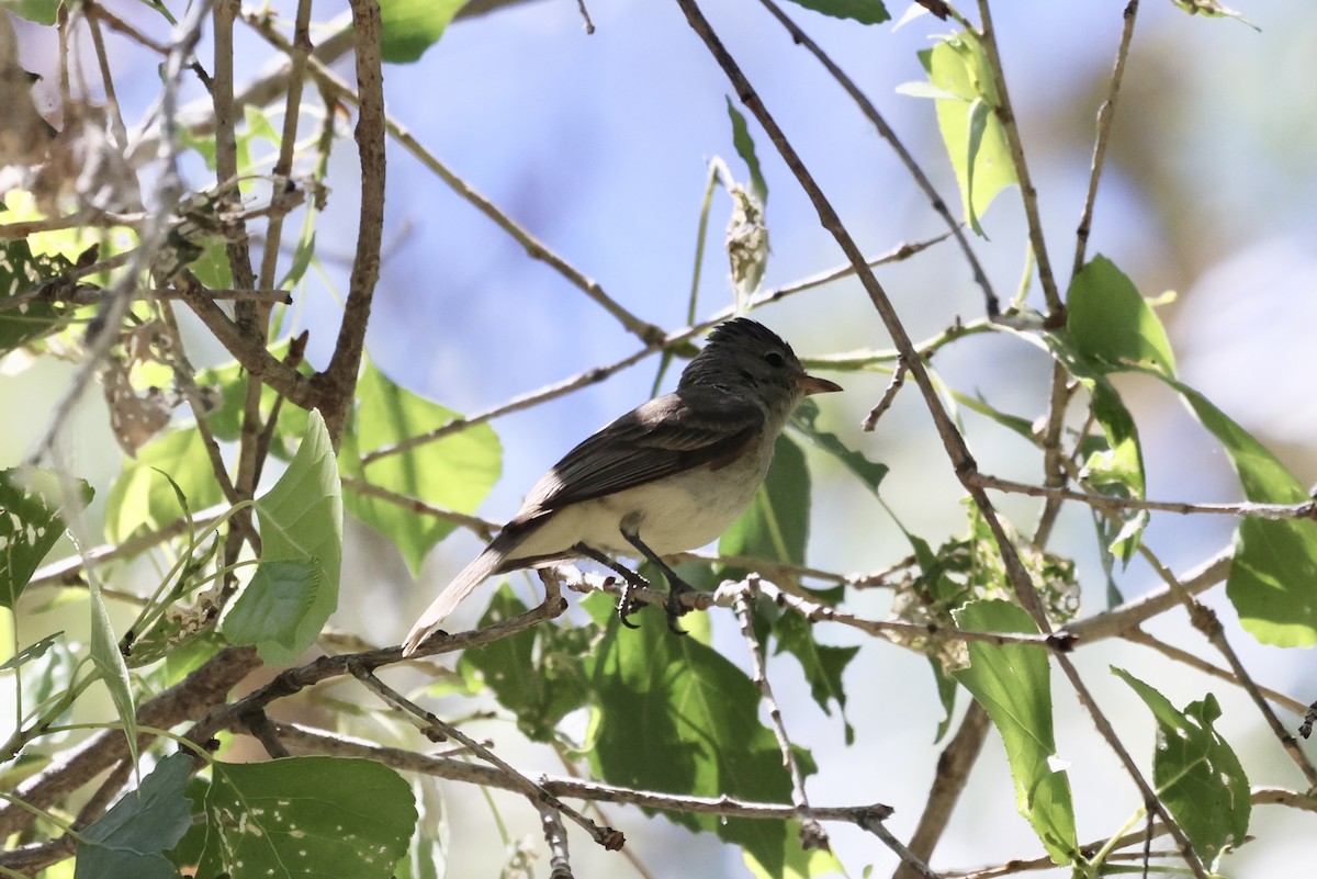 Northern Beardless-Tyrannulet - ML620516508