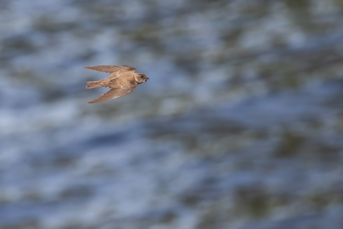 Hirondelle à ailes hérissées - ML620516510