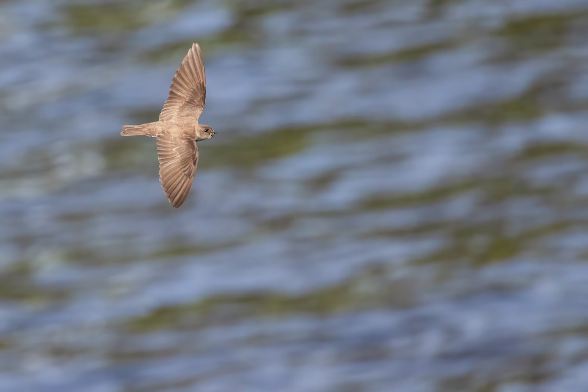Northern Rough-winged Swallow - ML620516511