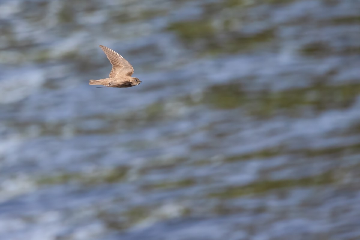Northern Rough-winged Swallow - ML620516513
