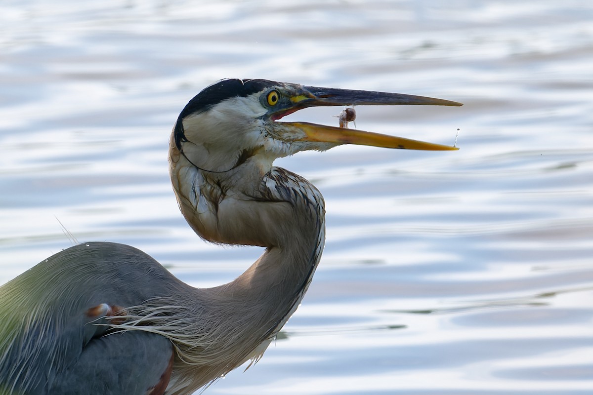 Great Blue Heron - ML620516514