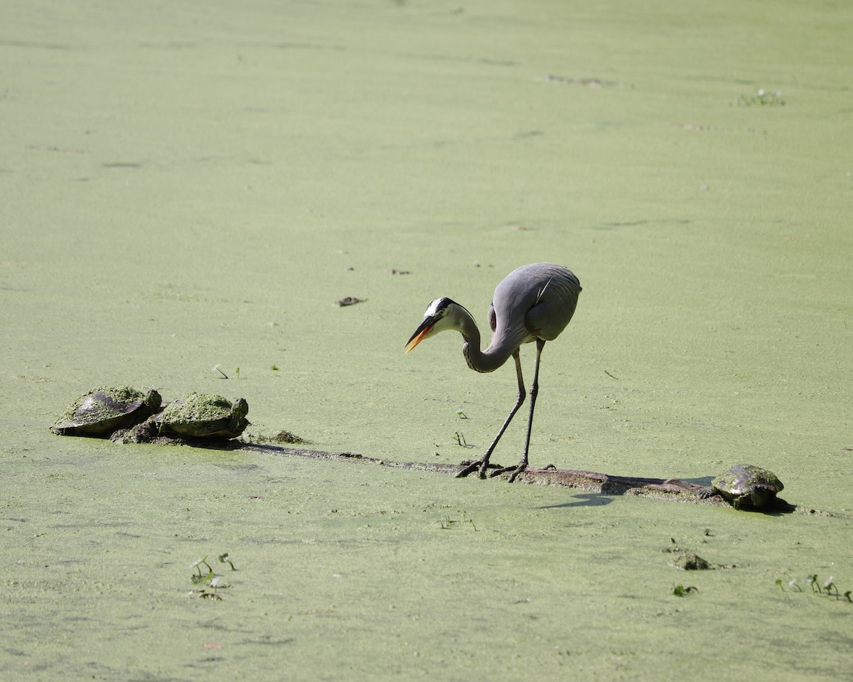 Great Blue Heron - ML620516517