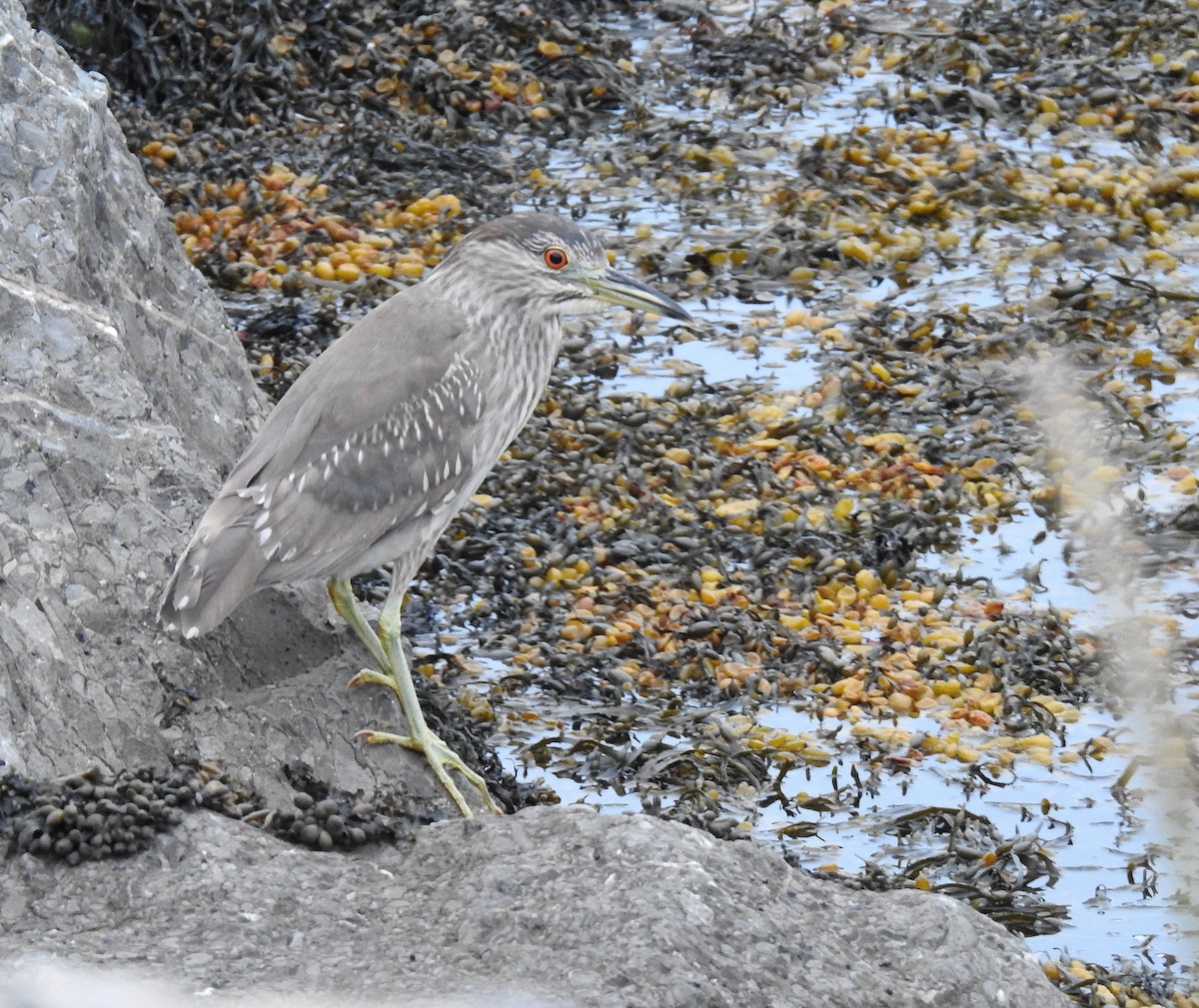 Black-crowned Night Heron - ML620516521