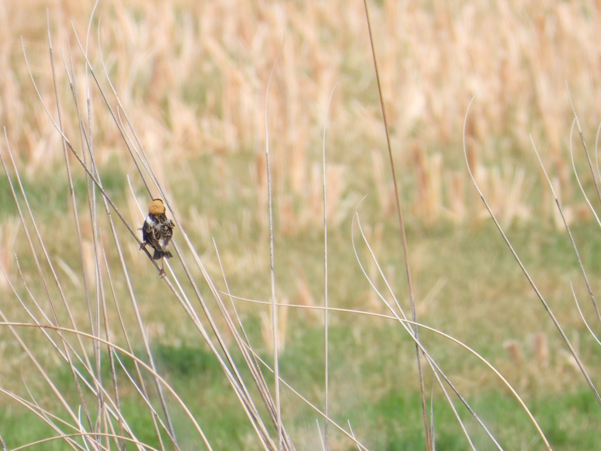 bobolink - ML620516528