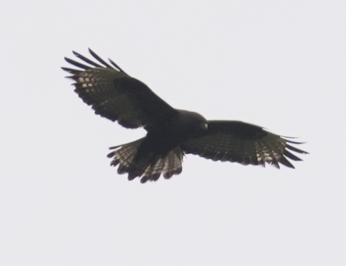 Himalayan Buzzard - ML620516532