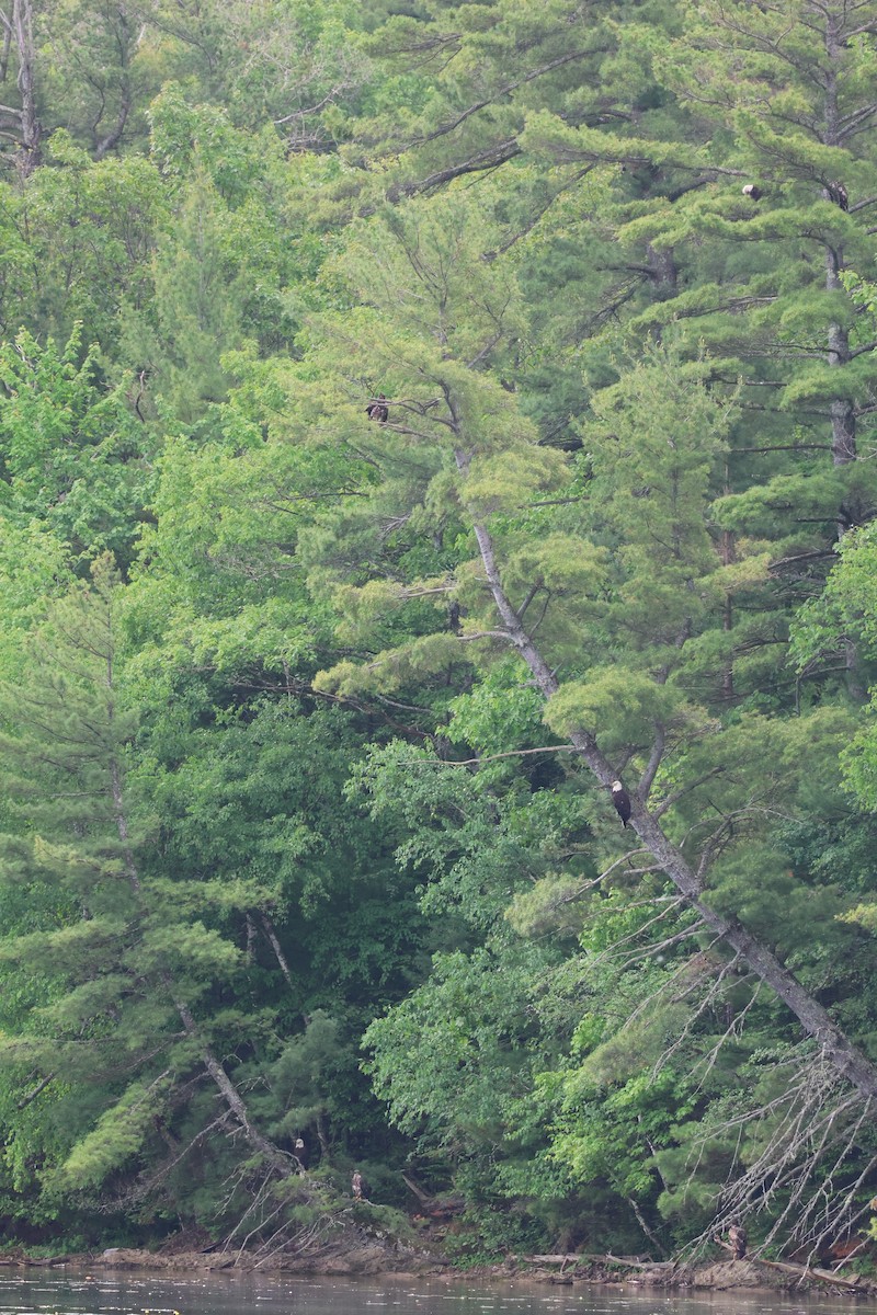 Орлан білоголовий - ML620516535