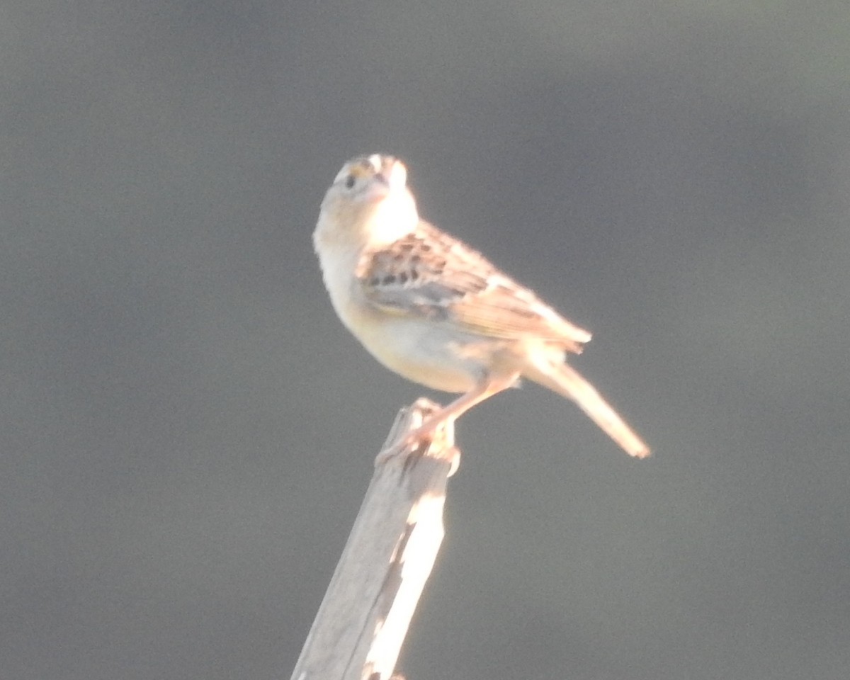 Grasshopper Sparrow - ML620516538