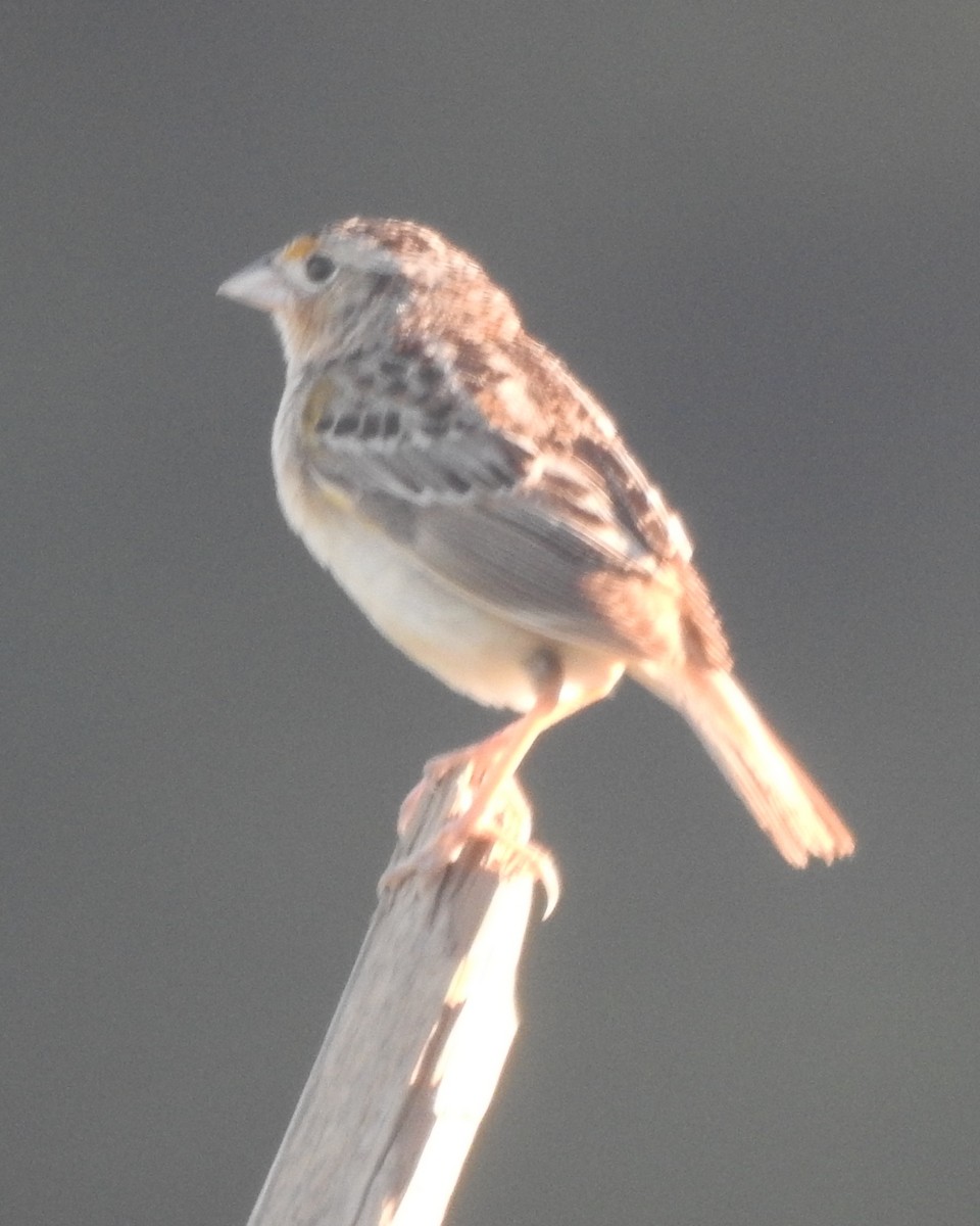 Grasshopper Sparrow - ML620516539