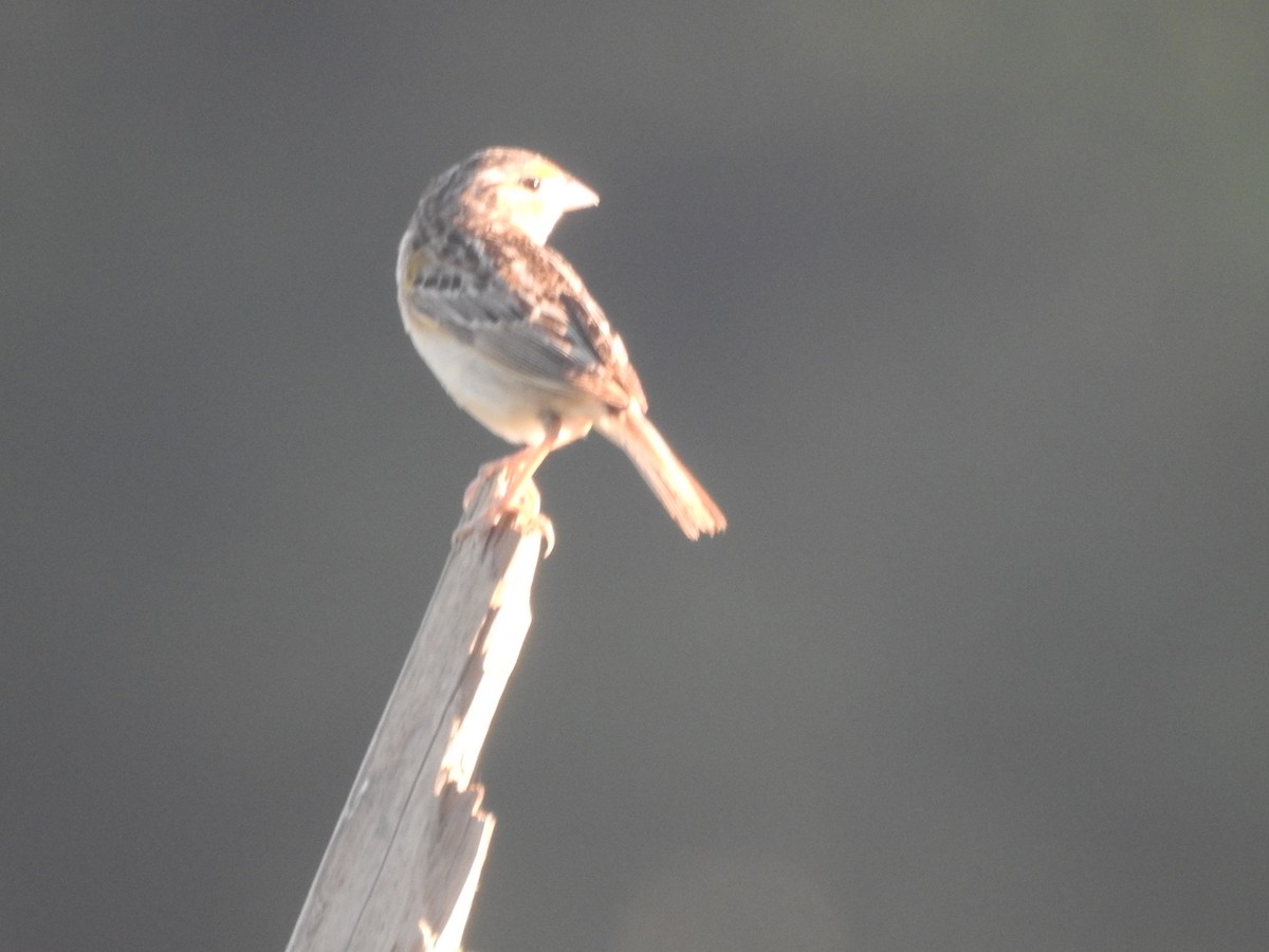 Grasshopper Sparrow - Wayne Longbottom