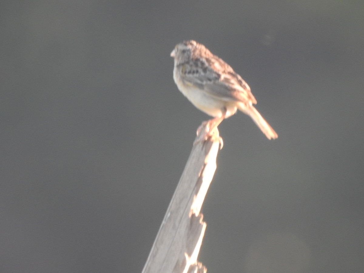 Grasshopper Sparrow - ML620516542