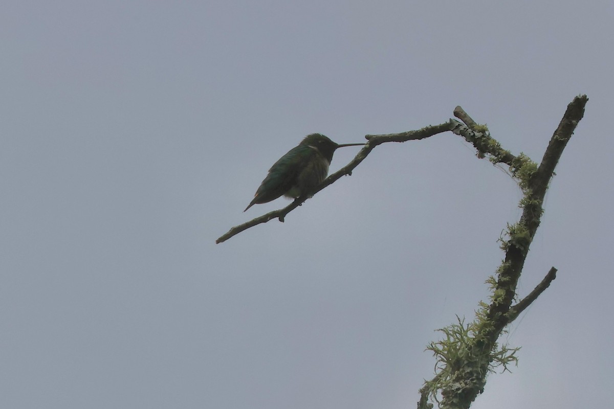 Колібрі рубіновогорлий - ML620516547