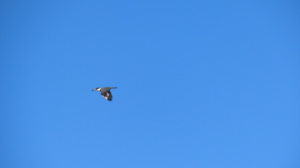 Belted Kingfisher - ML620516549