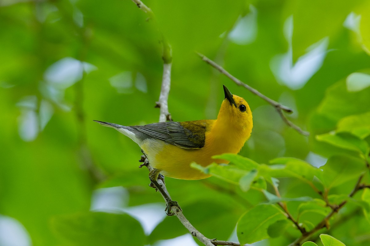 Prothonotary Warbler - ML620516554